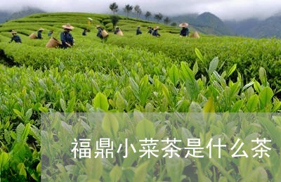 福鼎小菜茶是什么茶/2023041561704