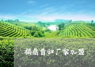 福鼎昔归厂家加盟/2023032371604