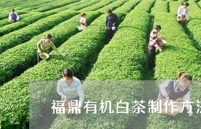 福鼎有机白茶制作方法步骤/2023041723248