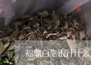 福鼎白毫银针什么人不能喝/2023041763816