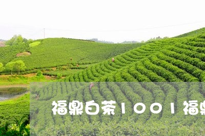 福鼎白茶1001福鼎白茶/2023033135941