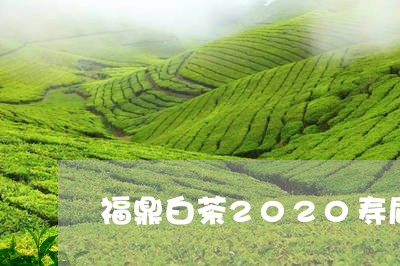 福鼎白茶2020寿眉价格/2023033083735