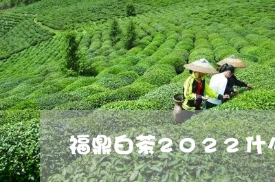 福鼎白茶2022什么行情/2023033001524