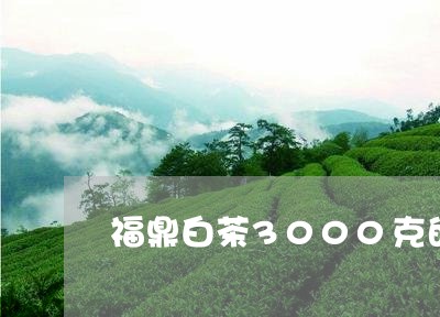 福鼎白茶3000克的价格/2023033095381