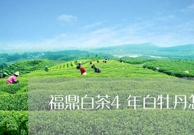 福鼎白茶4年白牡丹怎样泡/2023033153148