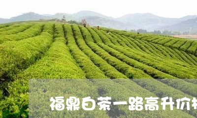 福鼎白茶一路高升价格多少/2023041756379