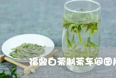 福鼎白茶制茶车间图片视频/2023041797361