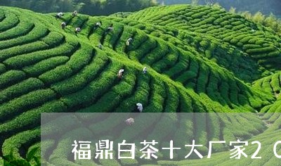 福鼎白茶十大厂家2078/2023033020483