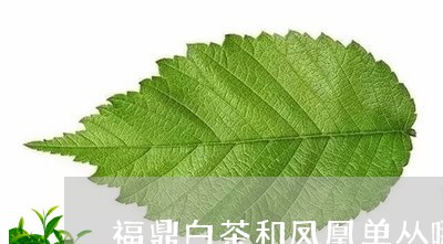 福鼎白茶和凤凰单丛哪个好/2023041693139