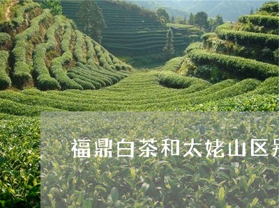 福鼎白茶和太姥山区别在哪/2023041654142