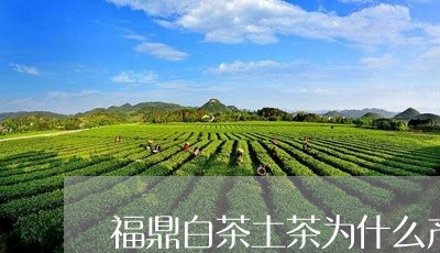 福鼎白茶土茶为什么产量少/2023041652593