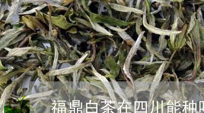 福鼎白茶在四川能种吗/2023041602615