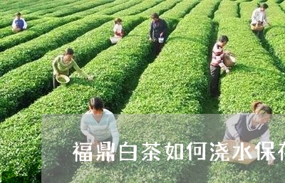 福鼎白茶如何浇水保存更好/2023041795148