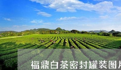 福鼎白茶密封罐装图片高清/2023041775169