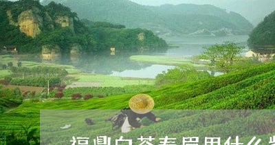 福鼎白茶寿眉用什么紫砂壶/2023041712515