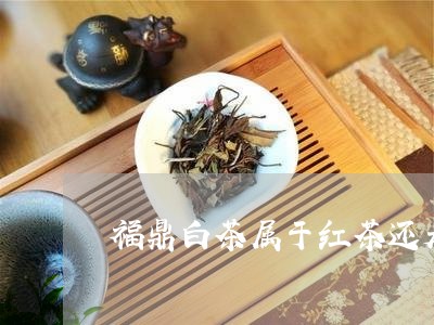 福鼎白茶属于红茶还是黑茶/2023041717392