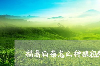 福鼎白茶怎么种植视频讲解/2023041767358