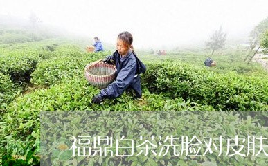 福鼎白茶洗脸对皮肤有好处/2023041783139