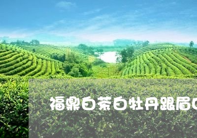 福鼎白茶白牡丹跟眉口感/2023041613614