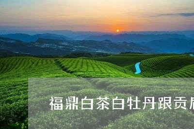 福鼎白茶白牡丹跟贡眉口感/2023041613614