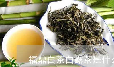 福鼎白茶白露茶是什么口味/2023041677351