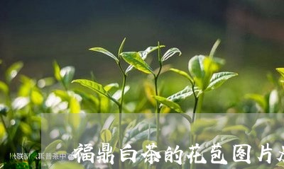 福鼎白茶的花苞图片及价格/2023041708270