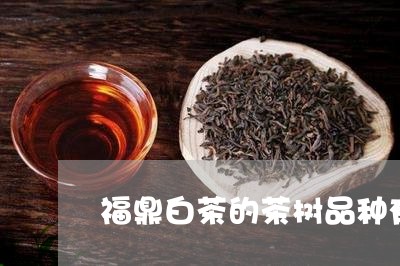 福鼎白茶的茶树品种有哪些/2023041725938