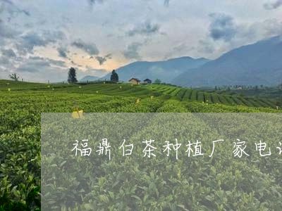 福鼎白茶种植厂家电话号码/2023041782626