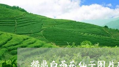 福鼎白茶花仙子图片高清/2023032708469