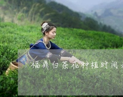 福鼎白茶花种植时间表格/2023032727360