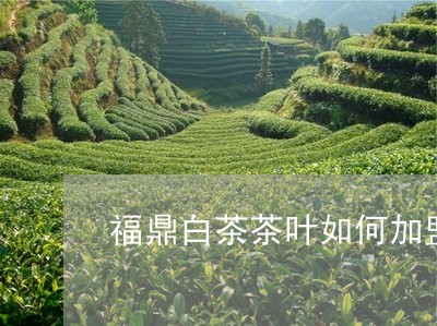 福鼎白茶茶叶如何加盟的/2023032767379