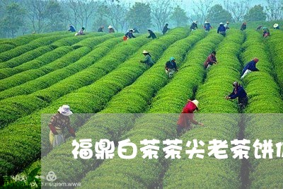 福鼎白茶茶尖老茶饼价格/2023032721372