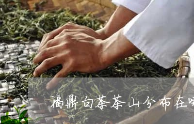 福鼎白茶茶山分布在哪里/2023032712785