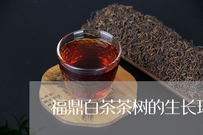 福鼎白茶茶树的生长环境/2023032760382