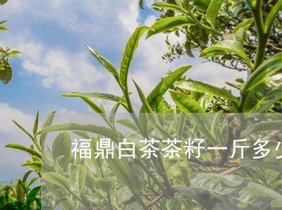 福鼎白茶茶籽一斤多少钱/2023032739371