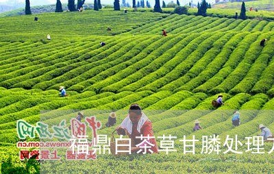 福鼎白茶草甘膦处理方法/2023032772038