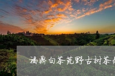 福鼎白茶荒野古树茶品鉴/2023032782604