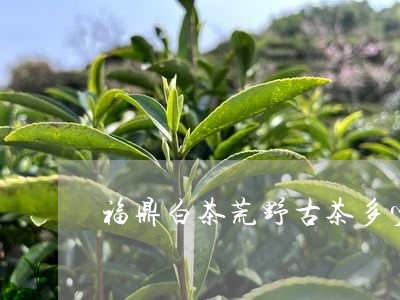 福鼎白茶荒野古茶多少钱/2023032729370