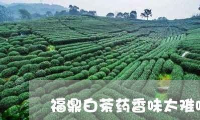 福鼎白茶药香味太难喝了/2023032741616