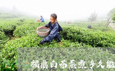 福鼎白茶蒸煮多久能喝完/2023032702157