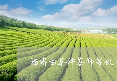 福鼎白茶评茶师等级划分/2023032735159