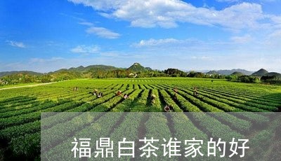 福鼎白茶谁家的好/2023041371402