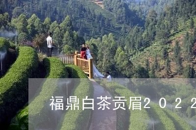 福鼎白茶贡眉2022新茶/2023033010492