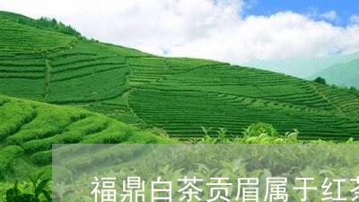 福鼎白茶贡眉属于红茶吗/2023032734027