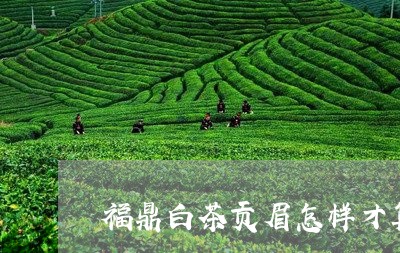 福鼎白茶贡眉怎样才算好/2023032741826