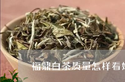 福鼎白茶质量怎样看好坏/2023032799361