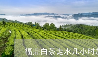 福鼎白茶走水几小时加温/2023032746191