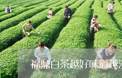 福鼎白茶越好味道越淡吗/2023032767280