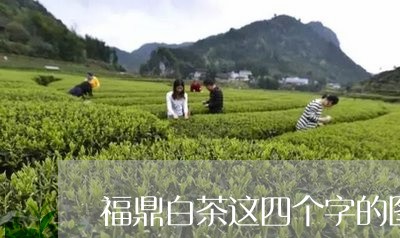 福鼎白茶这四个字的图片/2023032727372