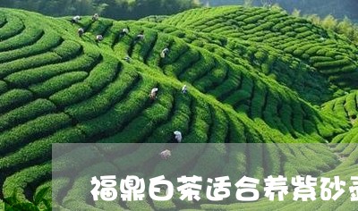 福鼎白茶适合养紫砂壶吗/2023032719391